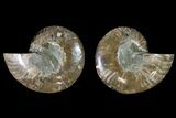 Agatized Ammonite Fossil - Crystal Filled Chambers #145937-1